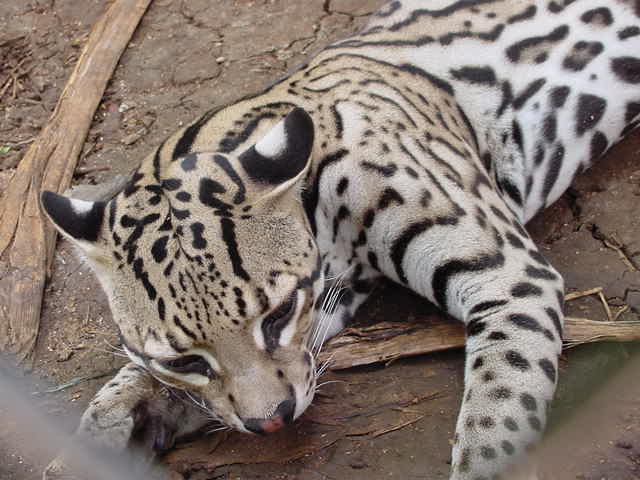 Ocelot Photo
