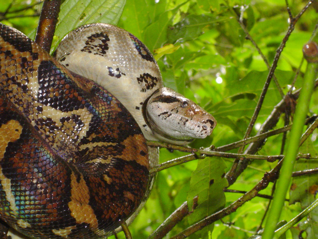 Boa Constrictor Photo