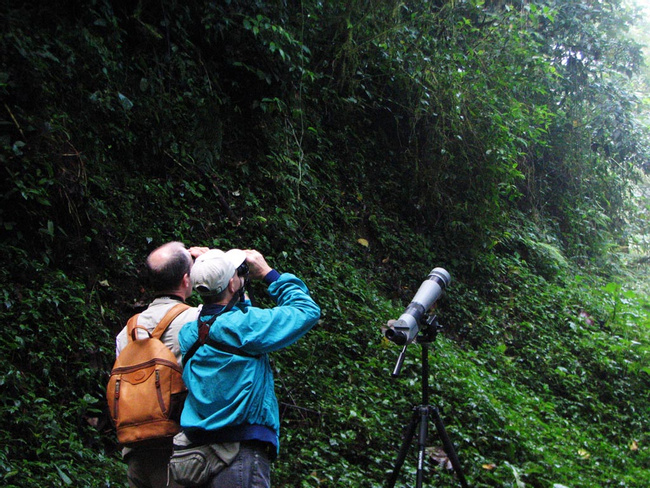 Monteverde Bird Watching Tour Photo